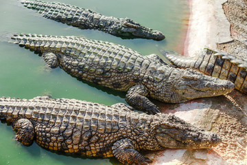 Crocodiles bask in the sun on the river Bank
