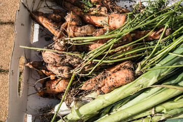 Freshly harvested carrots and spring onions
