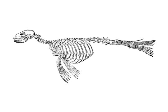 Seal Phoca Vitulina Skeleton - Vintage Engraved Illustration 1889