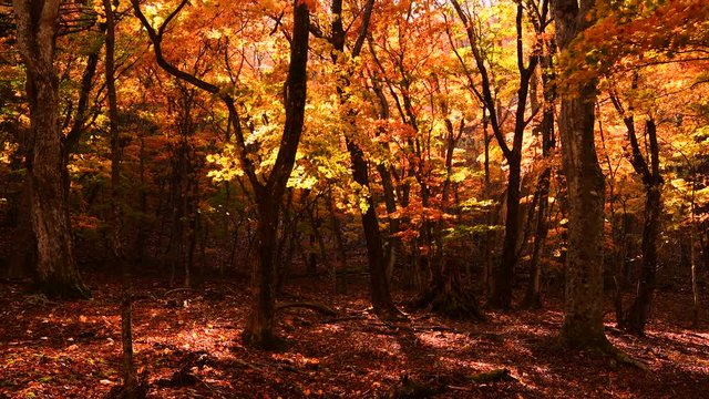 紅葉の奥日光の森