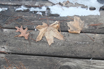 leaves on wooden deck