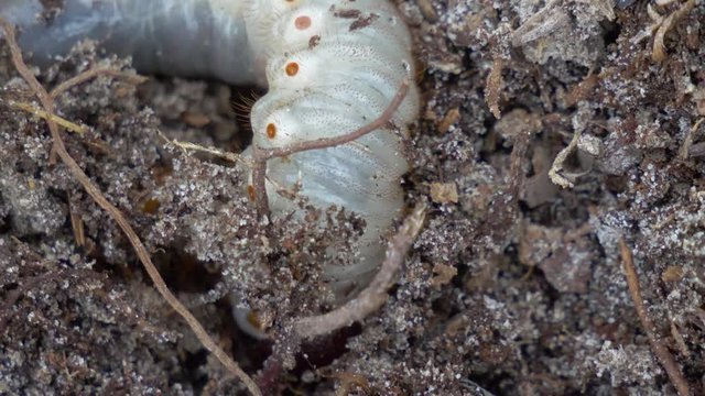 Large white masked chafer grub digging into Florida sandy soil
