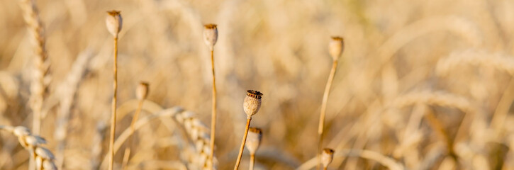Close Up of poppy in yellow wheat field © volody10