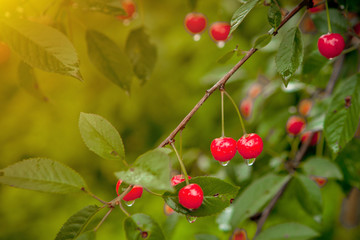 Cherry in the drops after the rain in the garden