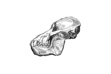 Orangutan Skull - Vintage Engraved Illustration 1889