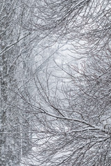 Fairytale fluffy snow-covered trees branches, nature scenery with white snow and cold weather. Snowfall in winter park