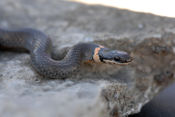 Diadophis punctatus arnyi