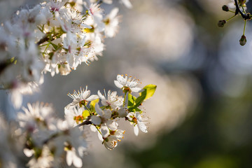 Obraz premium Kirschblüte in Berlin