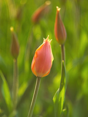 Orange tulip on green background in spring