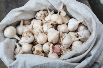 Fototapeta na wymiar Lots of white garlic heads. White garlic, head pile top view, close-up. Harvest of garlic. Harvest of garlic on a black background with space for text