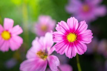 Obraz premium Beautiful Cosmos flowers in garden. Nature background.