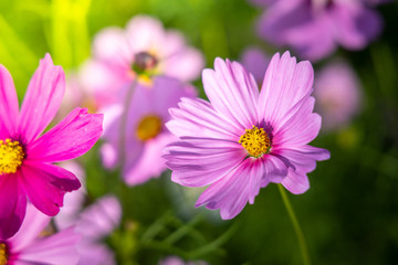  Beautiful Cosmos flowers in garden. Nature background.