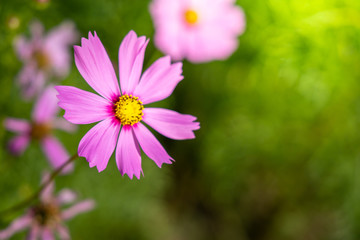 Obraz premium Beautiful Cosmos flowers in garden. Nature background.