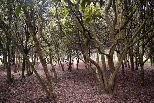 Bosque Parque Del Tunjo