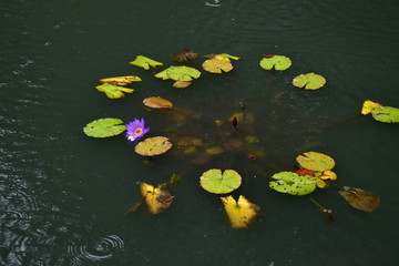 Water lillies in pond