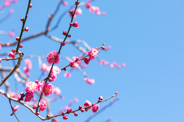 (自然ｰ花)青空と紅梅３