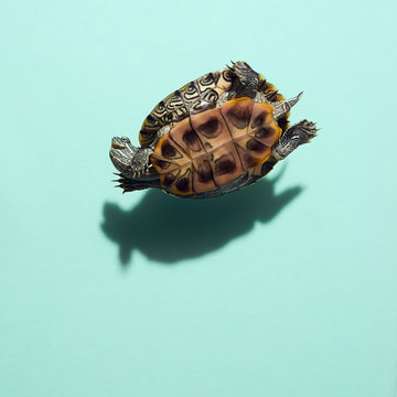 Smiling Red Eared Slider Pet Turtle Floating Levitating above Dark Defined Shadow On Solid Blue Green Teal Background Overhead View Humorous Funny