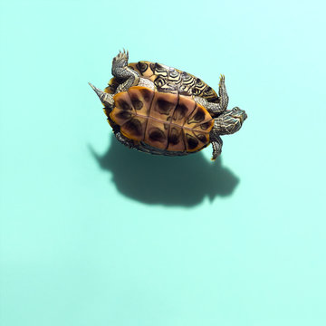 Smiling Red Eared Slider Pet Turtle Floating Levitating above Dark Defined Shadow On Solid Blue Green Teal Background Overhead View Humorous Funny