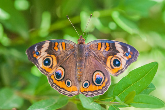 Common Buckeye Butterfly Junonia coenia 
