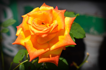 beautiful orange and yellow rose