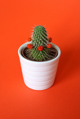 Tiny cactus with little flower heads in a white planter isolated on orange coloured background.