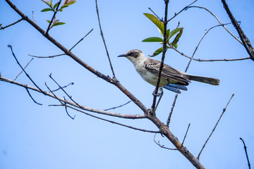 Galapagos Mocking Bird Sitting on a Branch