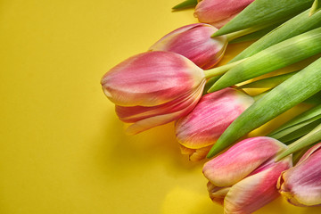 7 beautiful pink tulips on a yellow background. Spring card. Macro photography. Valentine's Day. March 8                     