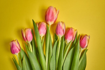 pink tulips on a yellow background, folded into a pyramid. spring card. Macro shot. Valentine's Day. March 8
