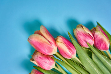 pink tulips on the right on a blue background. Spring template. Valentine's day. March 8