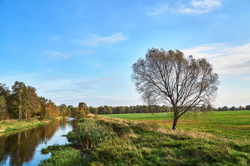 Obraz premium forest and meadow on the River during autumn in Poland.
