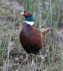 male pheasant standing in grass