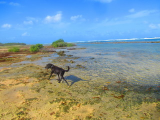 Un beau chien noir court en bord de mer