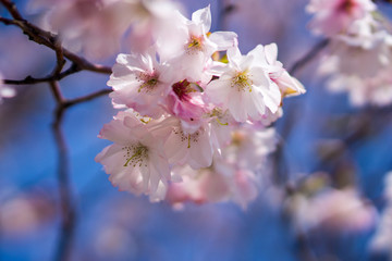 Cherry Blossoms in Bloom