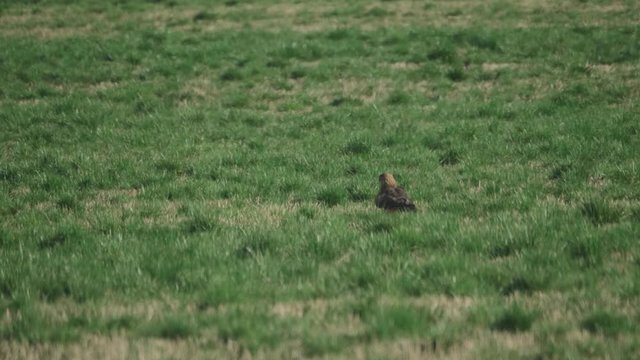 Northern Harrier Hawk bird of prey flying away flapping wings leaving across grass field meadow in slow motion
