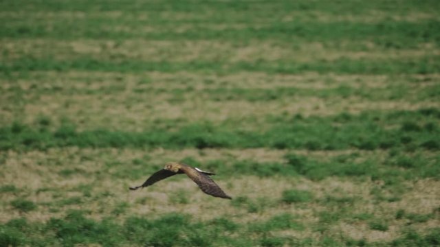 Northern Harrier Hawk bird soaring flying across grass field meadow hunting searching for prey in pacific northwest in slow motion 
