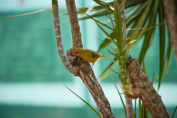 Sicalis flaveola Bird on a Branch