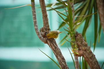 Sicalis flaveola Bird on a Branch