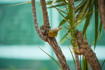 Sicalis flaveola Bird on a Branch