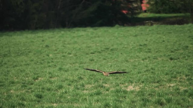 Northern Harrier Hawk bird soaring forward towards flying across grass field meadow hunting searching for prey in pacific northwest in slow motion 