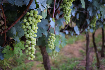 beautiful grape plantation with bunches of fruits