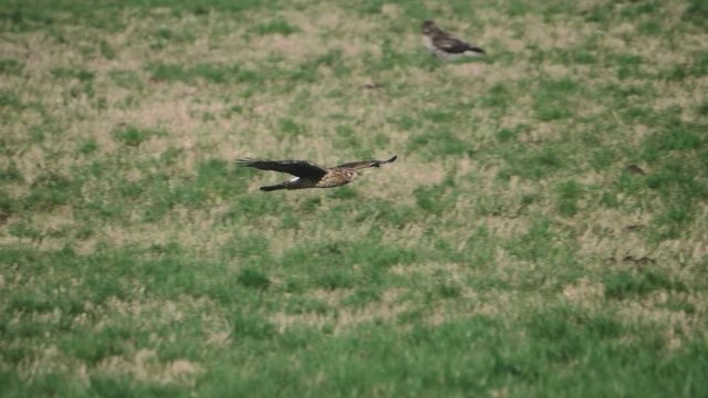Northern Harrier Hawk bird soaring flying maneuvering left to right across grass field meadow hunting searching for prey in pacific northwest in slow motion 