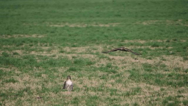 Northern Harrier Hawk bird soaring flying landing behind red tailed hawk in grass field meadow searching for prey in pacific northwest in slow motion 