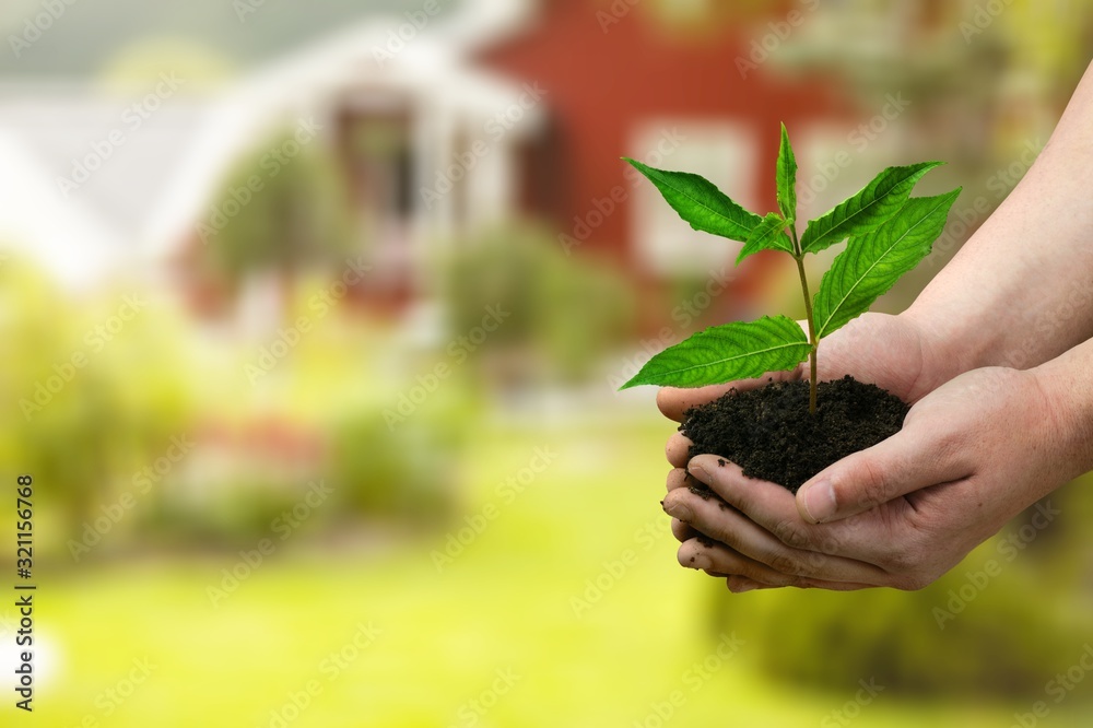 Poster Green plant in human hands on blurred background