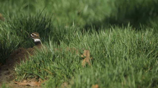 Two pair of killdeer birds nesting and watching on green grass field in slow motion
