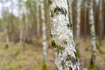 Trunk of a birch tree, with a bokeh background of a forest, close-up