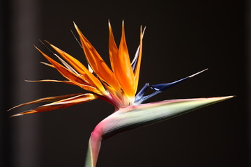 Strelizia, bird of paradise flower