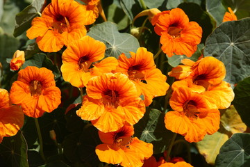 Beautiful Orange Poppy in Bloom
