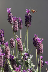 Bee and wild beautiful lavender