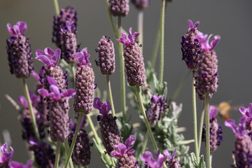 Beautiful Wild Lavender in Bloom