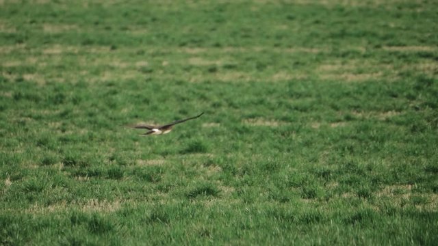 Northern Harrier Hawk bird soaring flying away across grass field meadow hunting searching for prey in pacific northwest in slow motion 